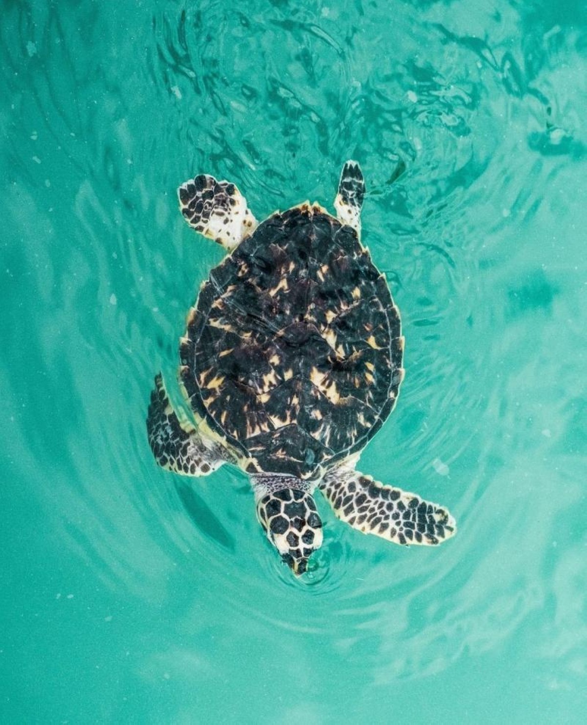 Turtle Rehabilitation at Jumeirah Al Naseem Dubai