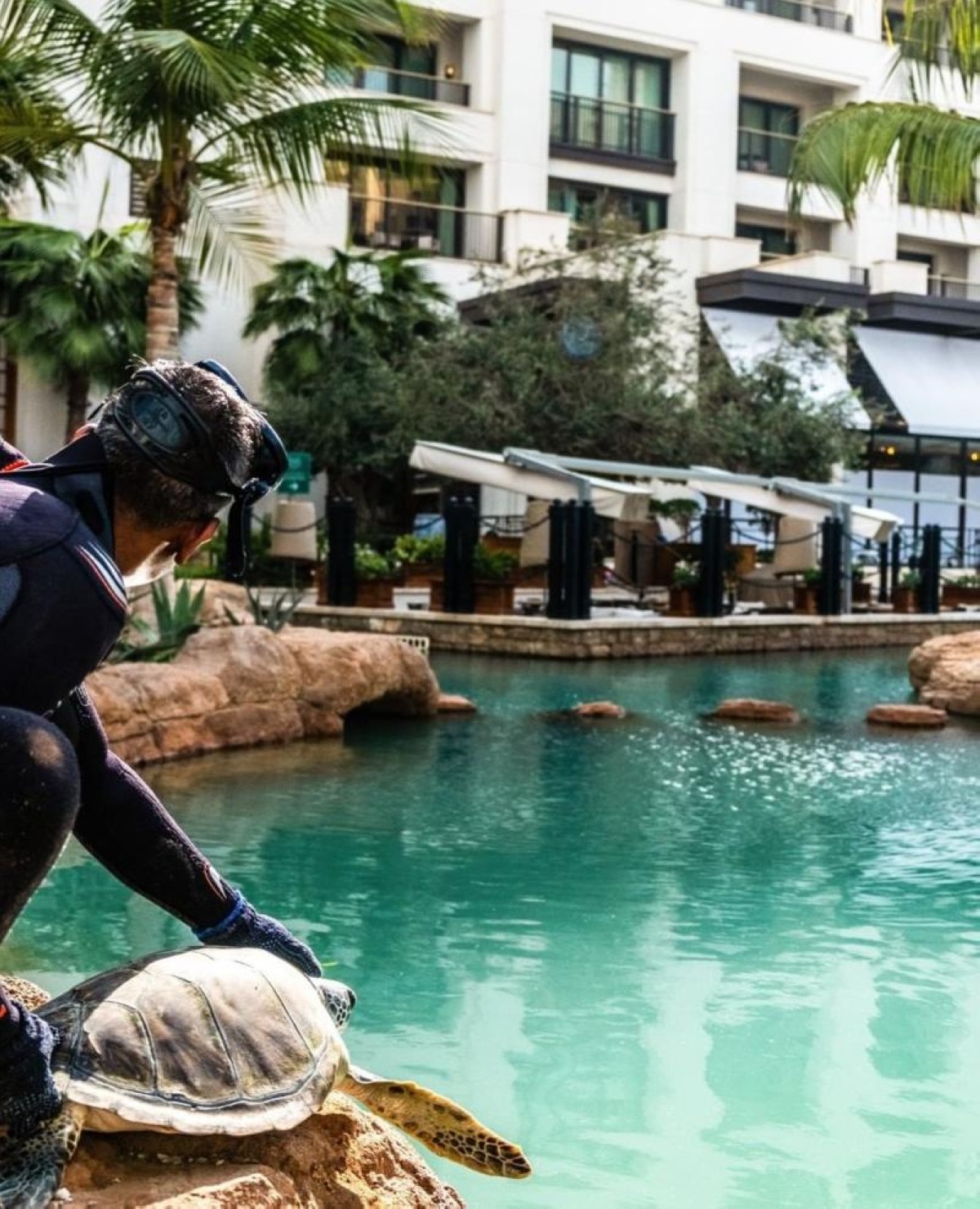 Turtle Rehabilitation at Jumeirah Al Naseem Dubai
