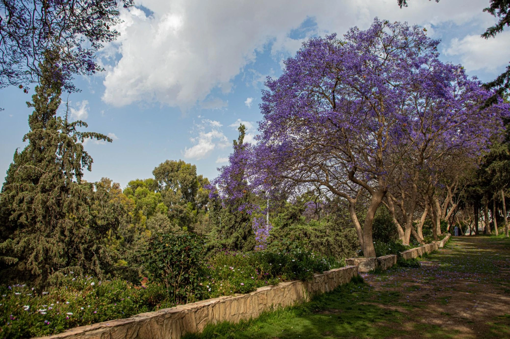 أشجار الجاكراندا تزهر في حديقة أبو خيال في أبها. مصدر الصورة: موقع مرحباً في السعودية