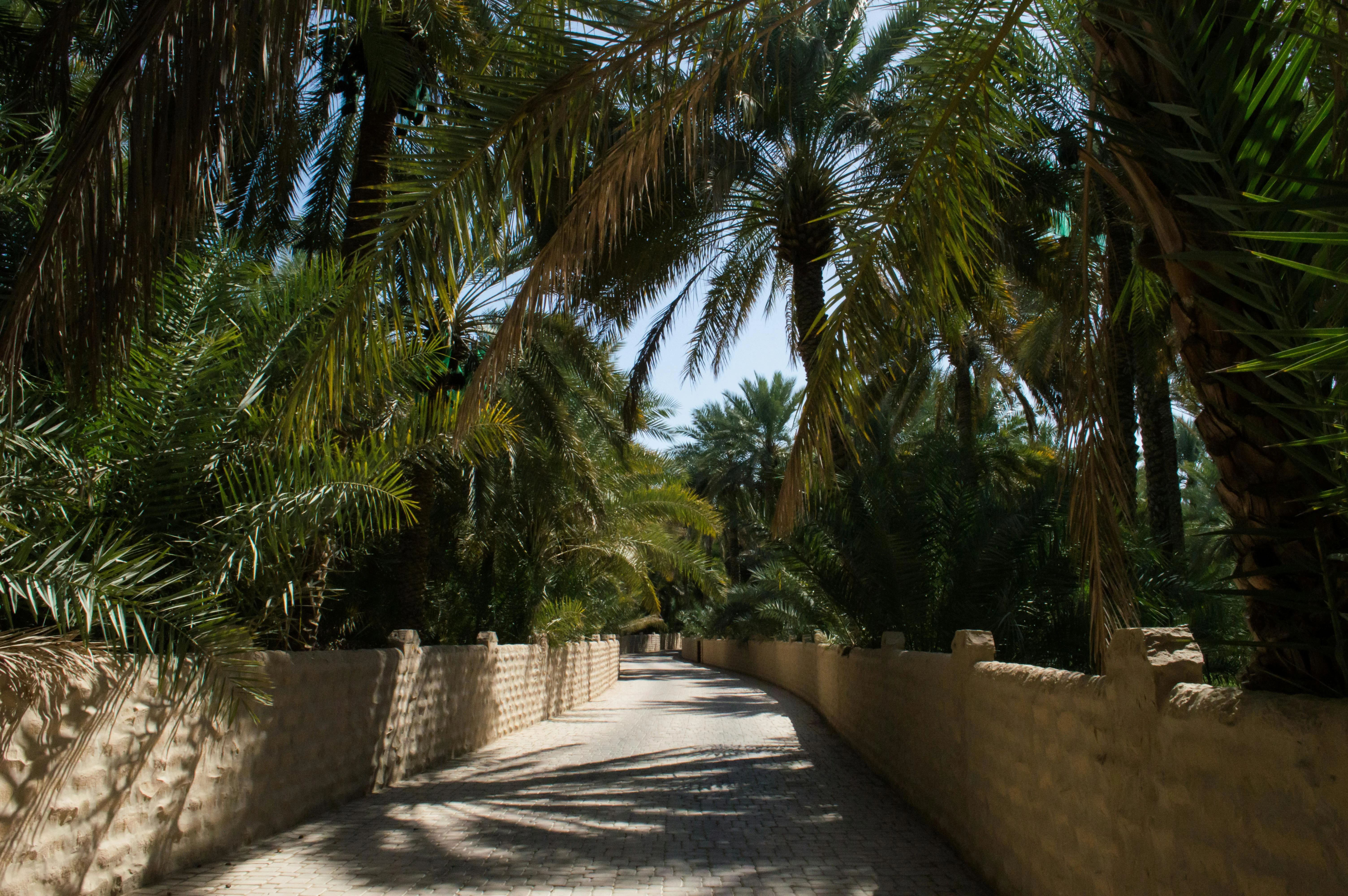 واحة العين. مصدر الصورة: Pexels