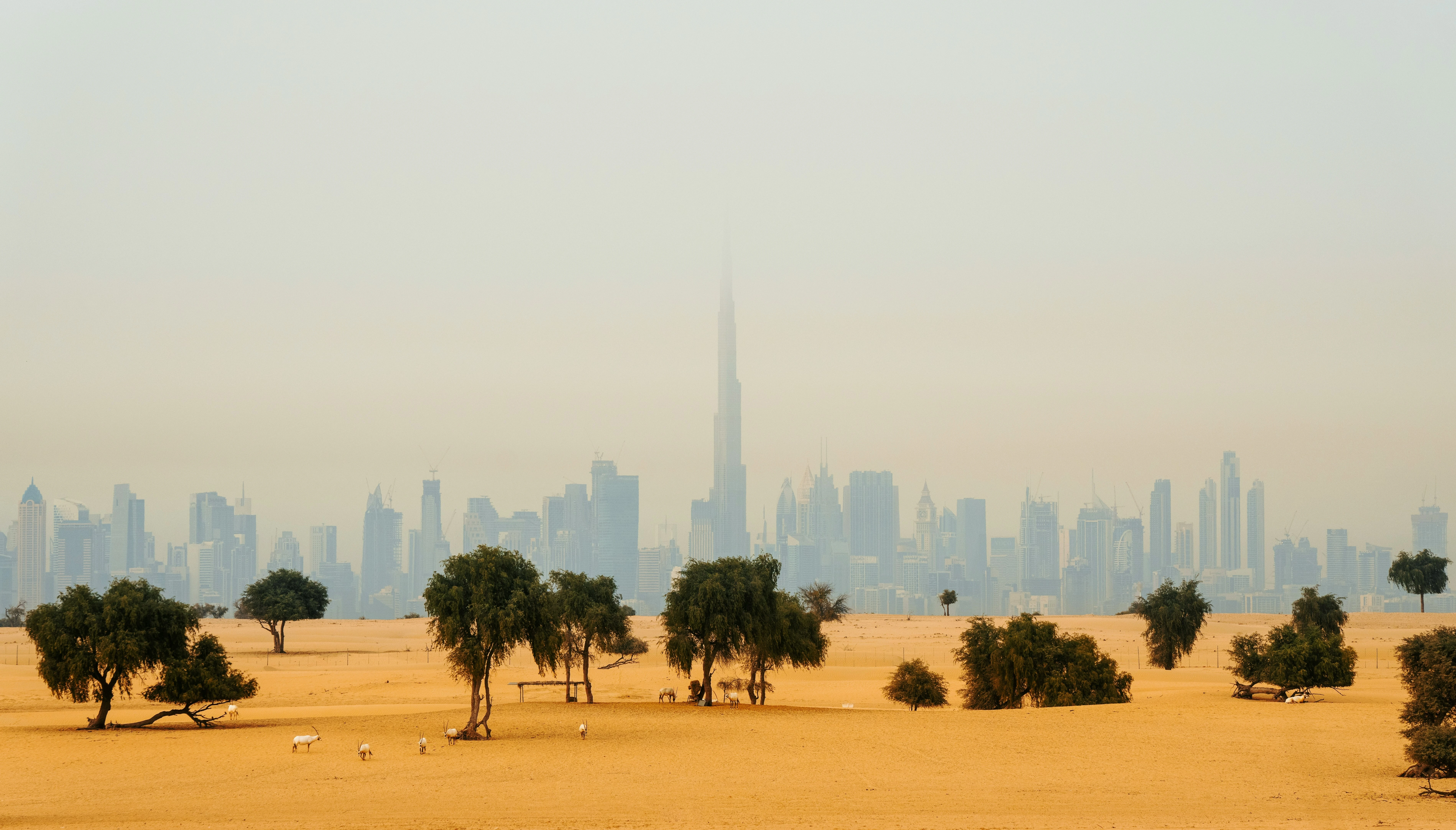 منظر أفق دبي الرائع. مصدر الصورة: Unsplash