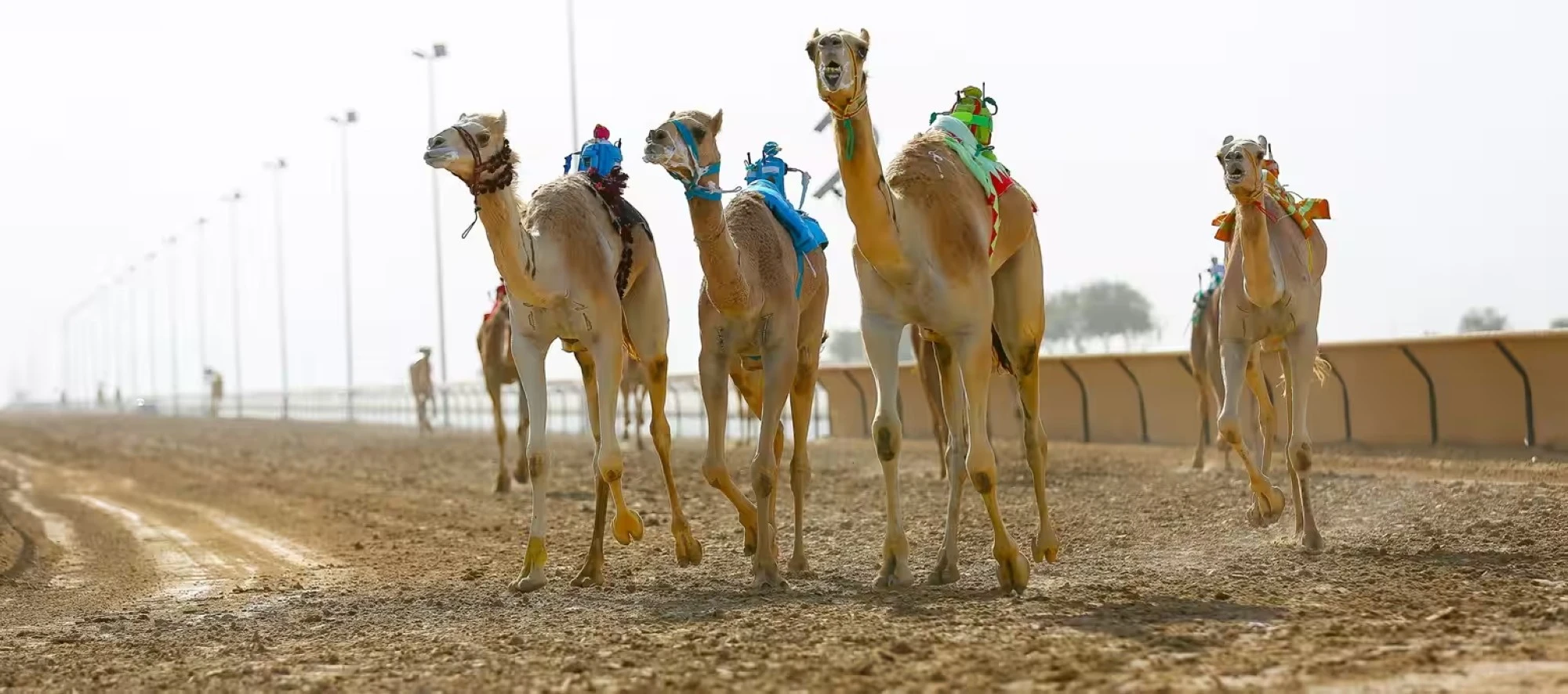 سباق الهجن، دبي. مصدر الصورة: موقع Visit Dubai