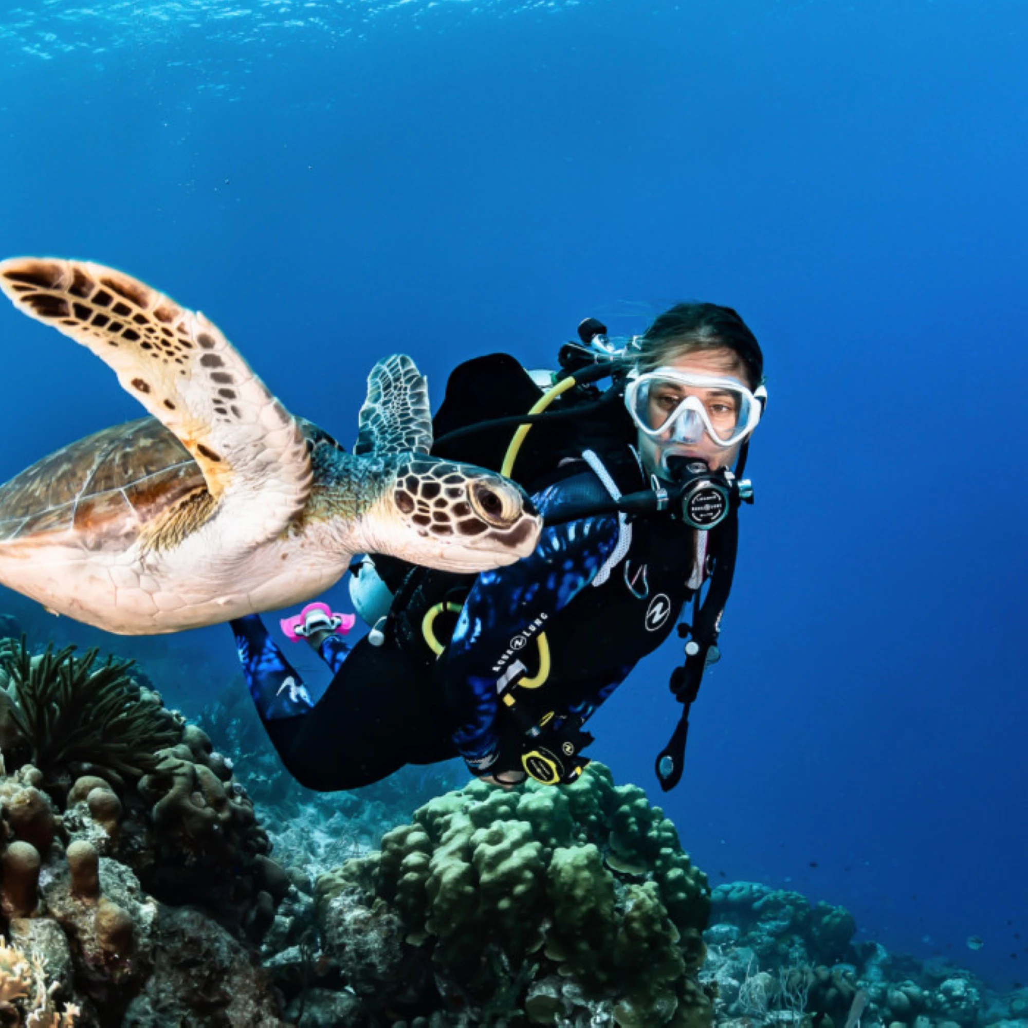 الغوص في الفجيرة. مصدر الصورة: موقع Al Boom Diving