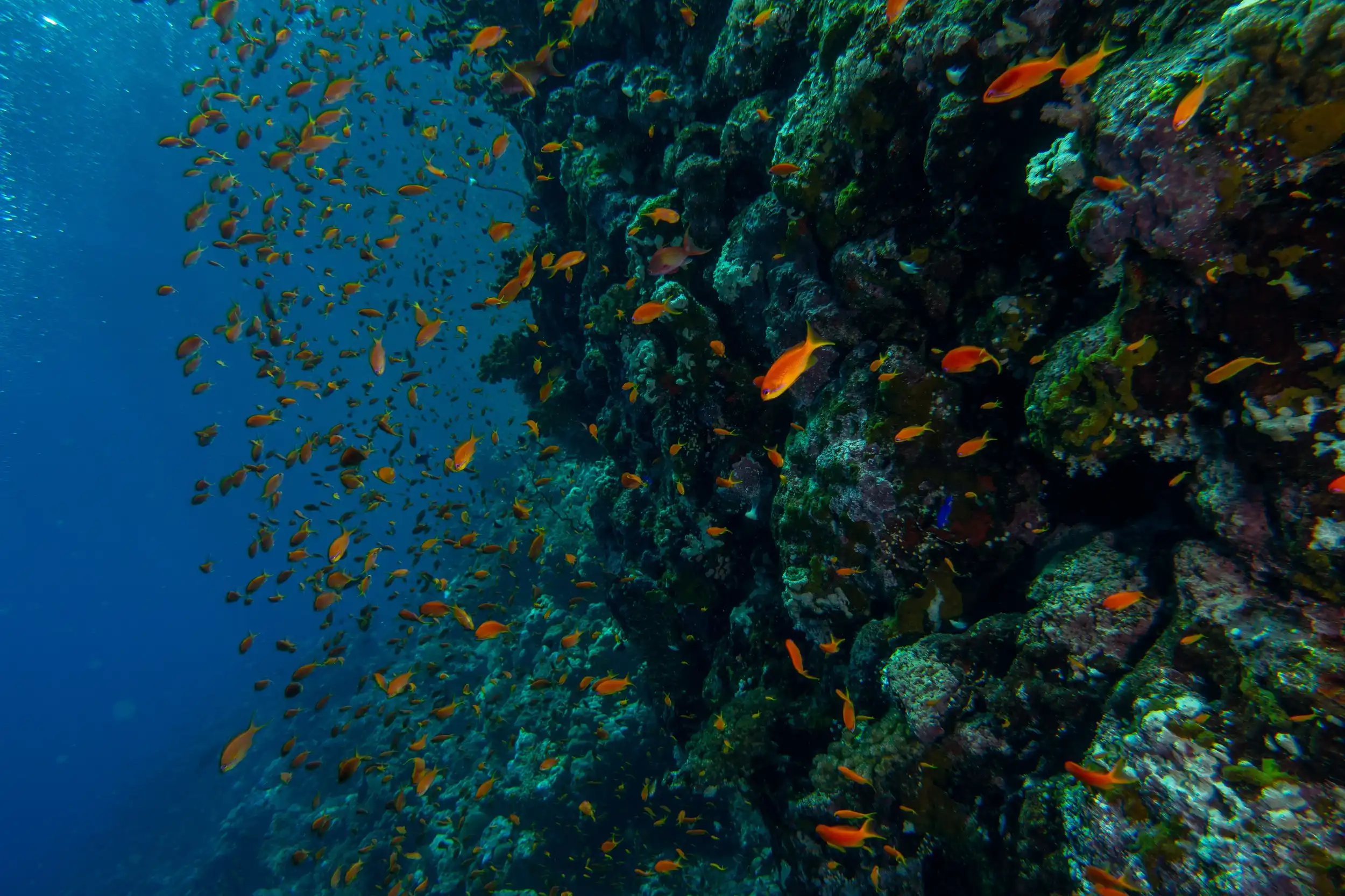 Hard reef of the Red Sea
