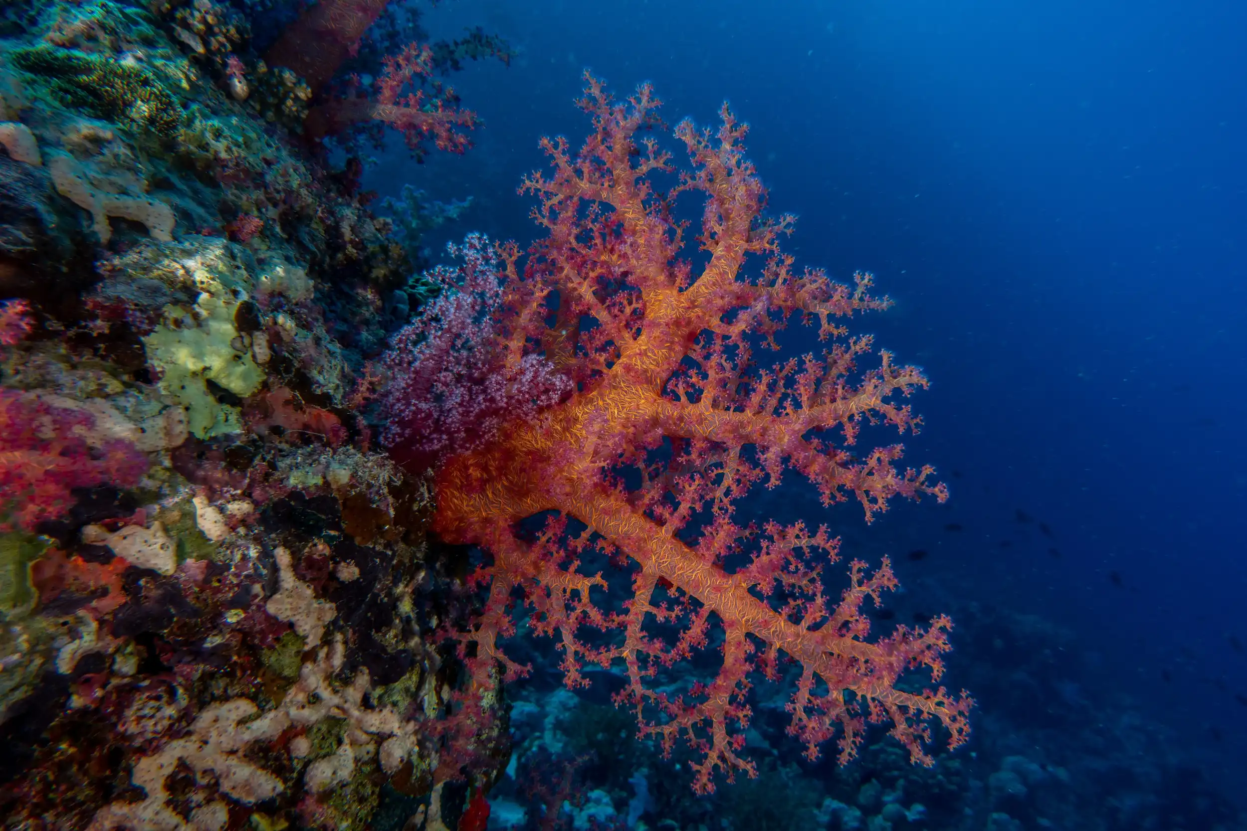The beautiful and colorful soft corals of the crystal clear waters of the Red Sea Saudi Arabia.