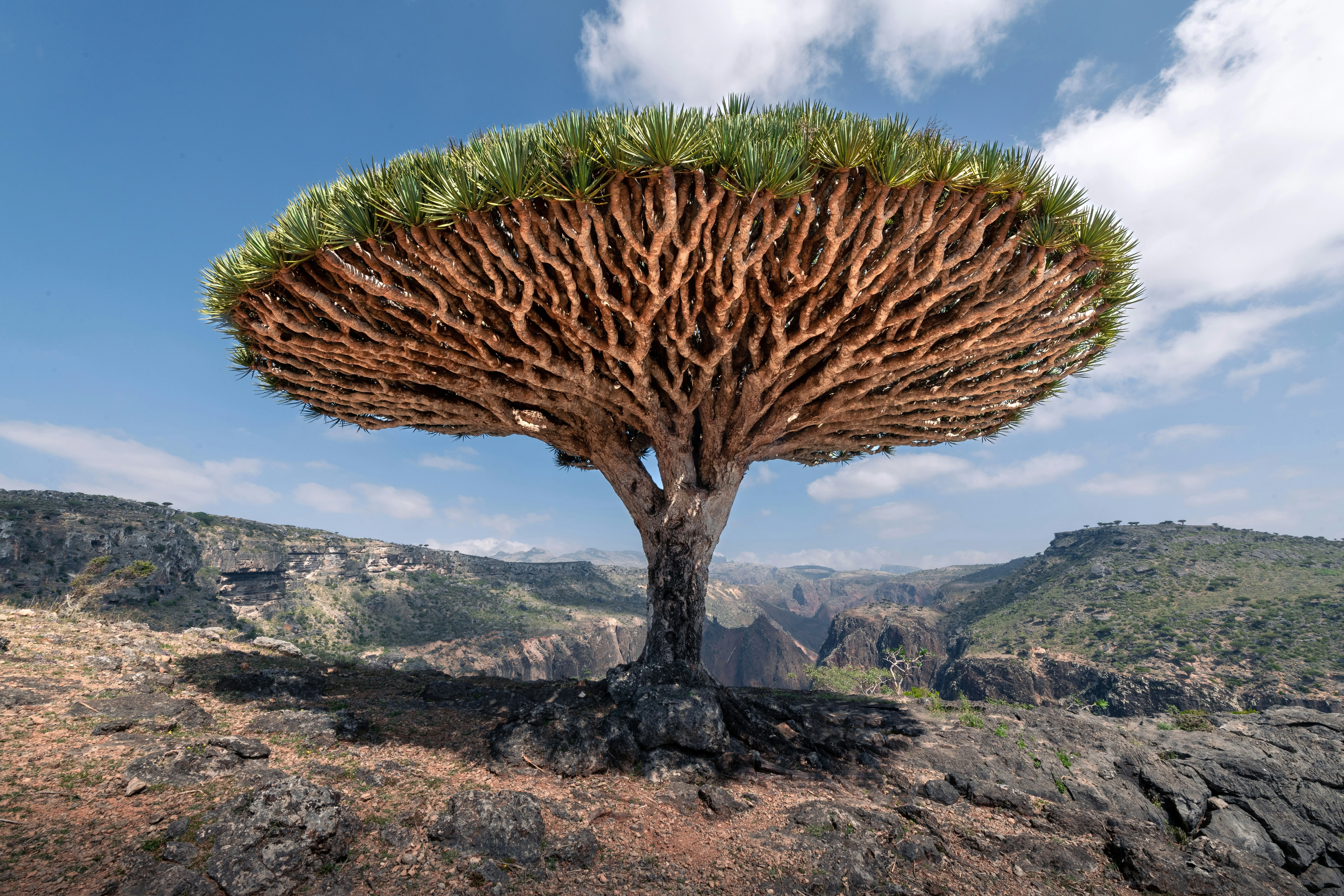 شجرة دم الأخوين، سقطرى، اليمن. مصدر الصورة: Unsplash