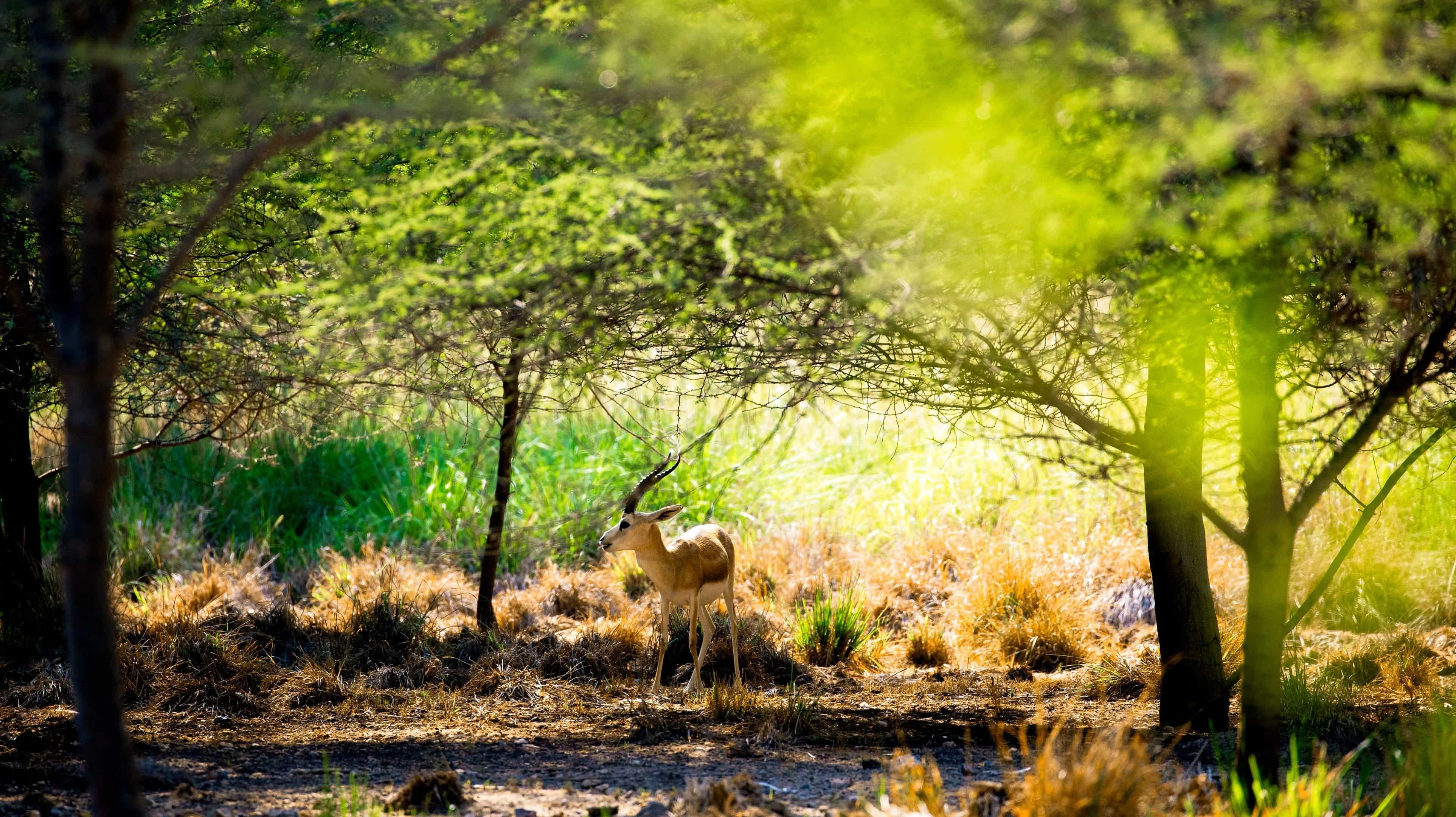 مصدر الصورة: موقع Visit Abu Dhabi