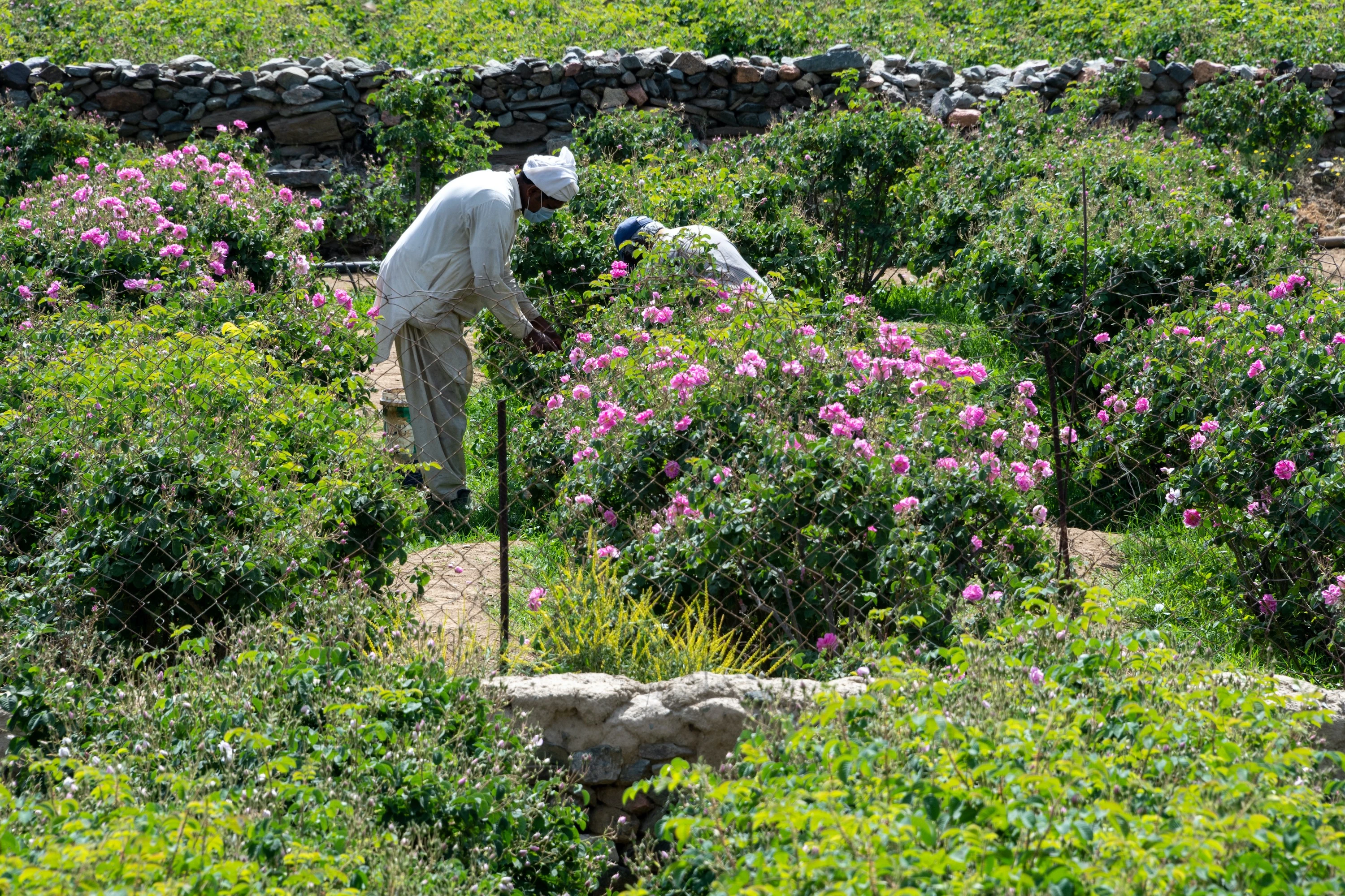 A rose farm in Tabuk Province.